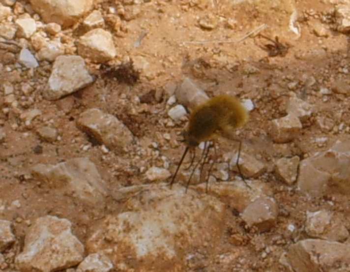 Bombylidae.